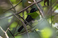 Cyanoloxia cyanoides