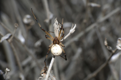 Latrodectus pallidus