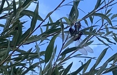 Aeshna mixta