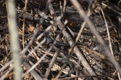 Stenocercus ornatissimus