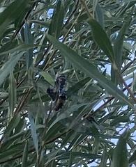 Aeshna mixta