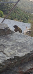 Nestor notabilis