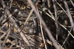 Stenocercus ornatissimus