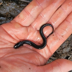 Siren intermedia