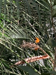 Euplectes franciscanus