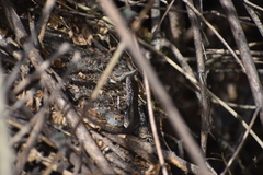 Stenocercus ornatissimus