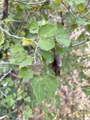 Bauhinia lunarioides