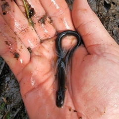 Siren intermedia