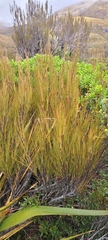 Dracophyllum longifolium