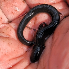 Siren intermedia