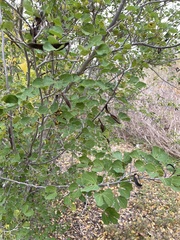 Bauhinia lunarioides