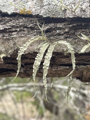 Ramalina celastri