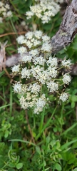 Gingidia montana