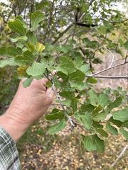 Bauhinia lunarioides