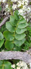 Gingidia montana