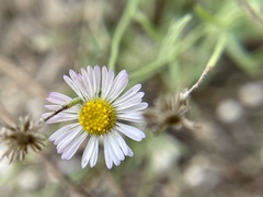 Erigeron modestus