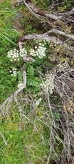 Gingidia montana