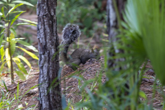 Sciurus yucatanensis