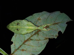 Phyllium gantungense