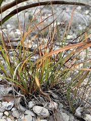 Carex planostachys