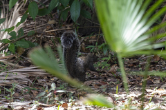 Sciurus yucatanensis