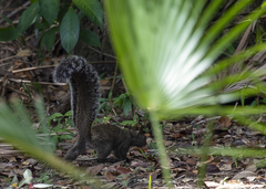 Sciurus yucatanensis