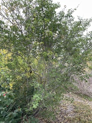 Bauhinia lunarioides