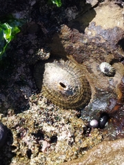 Fissurella costata