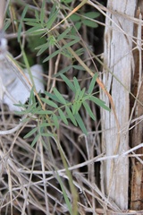 Vicia ludoviciana
