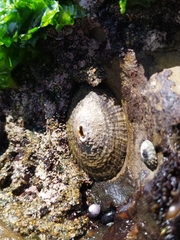Fissurella costata