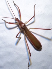 Saicinae