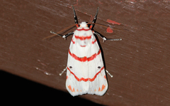 Cyana perornata