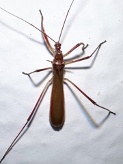 Saicinae