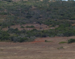 Tragelaphus oryx oryx