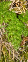Anisotome haastii