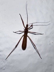 Saicinae