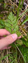Anisotome haastii