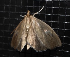 Perispasta caeculalis