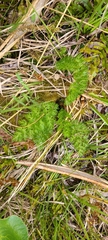 Anisotome haastii