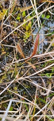 Drosera arcturi