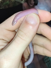 Amphisbaena darwinii