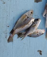 Leiostomus xanthurus