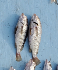 Larimus fasciatus