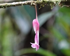 Drymonia conchocalyx