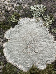 Pertusaria plittiana