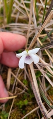 Viola cunninghamii