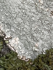 Pertusaria plittiana