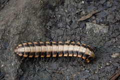 Nyssodesmus python