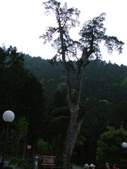 Chamaecyparis formosensis