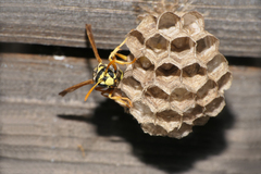 Polistes